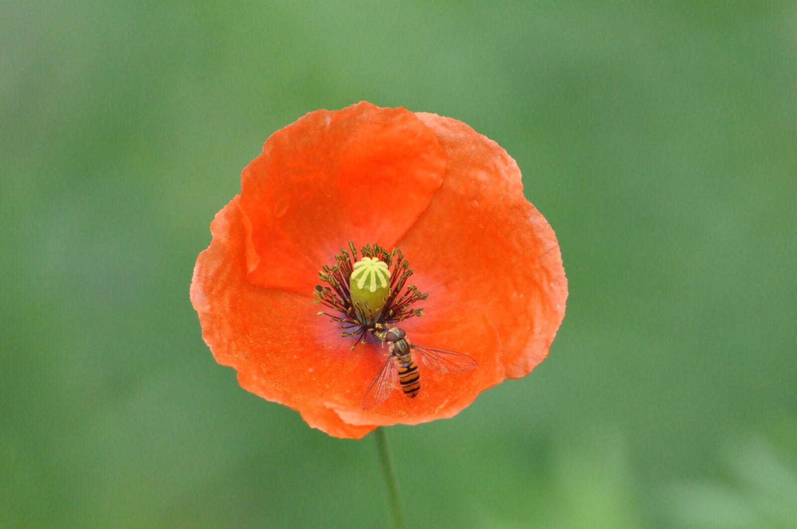 Nikon D90 sample photo. Poppy, flower, plant photography