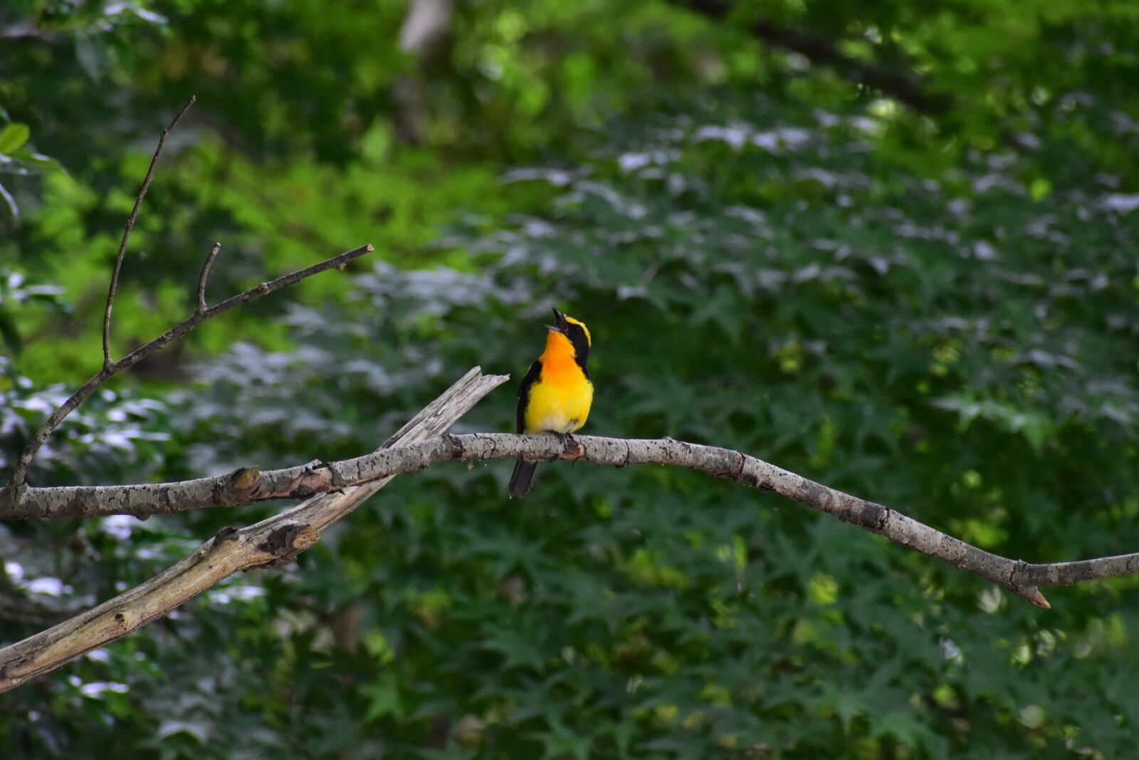 Nikon D7200 sample photo. Animal, fresh green, wood photography