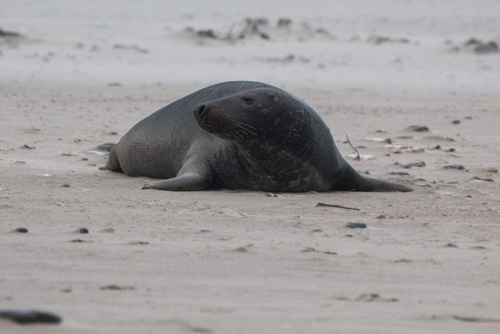 150-600mm F5-6.3 DG OS HSM | Contemporary 015 sample photo. Grey seal, robbe, halichoerus photography
