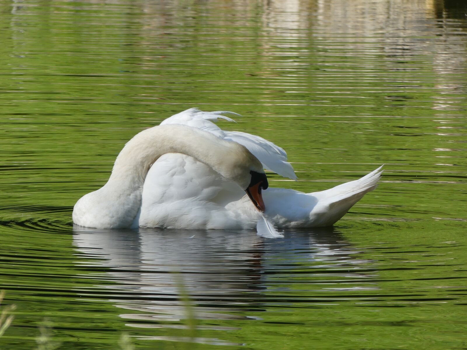 Panasonic Lumix DMC-FZ300 sample photo. Swan, feather, water photography
