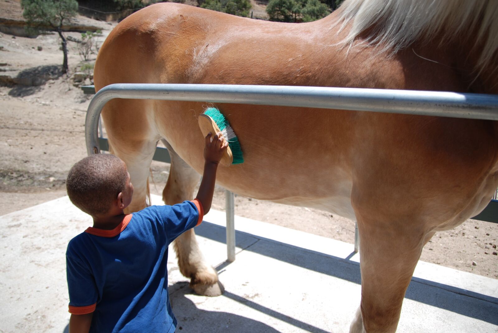 Nikon D60 sample photo. Horse, brush, brown photography