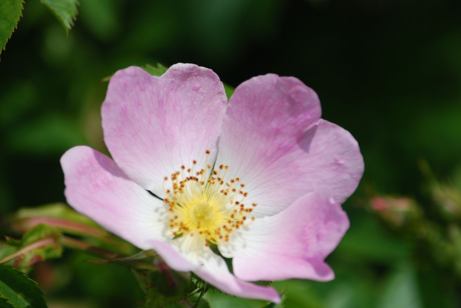 Nikon D80 sample photo. Flower, purple, bloom photography