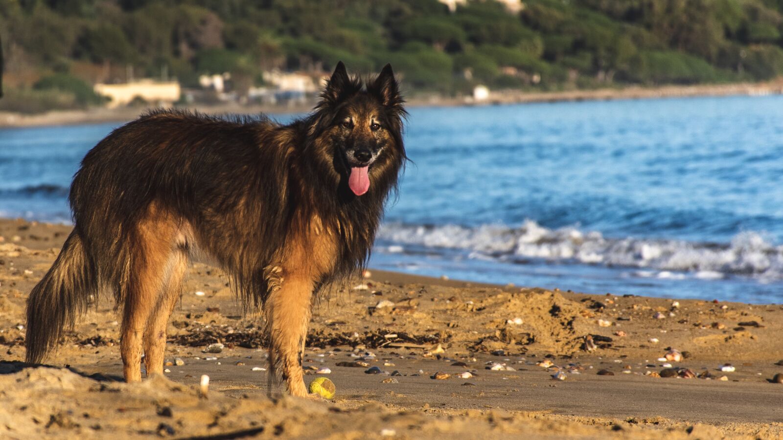 Nikon D5600 sample photo. Dog, canine, large breed photography