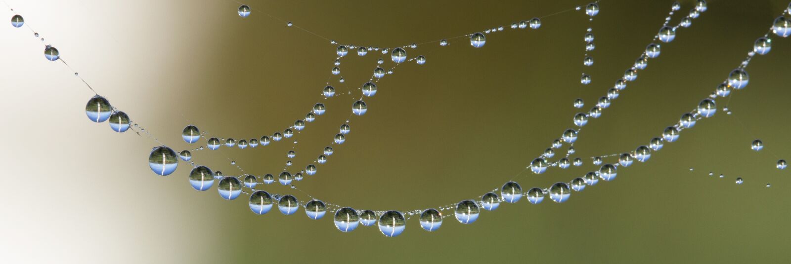 Canon EF 100mm F2.8L Macro IS USM sample photo. Cobweb, web, drop of photography