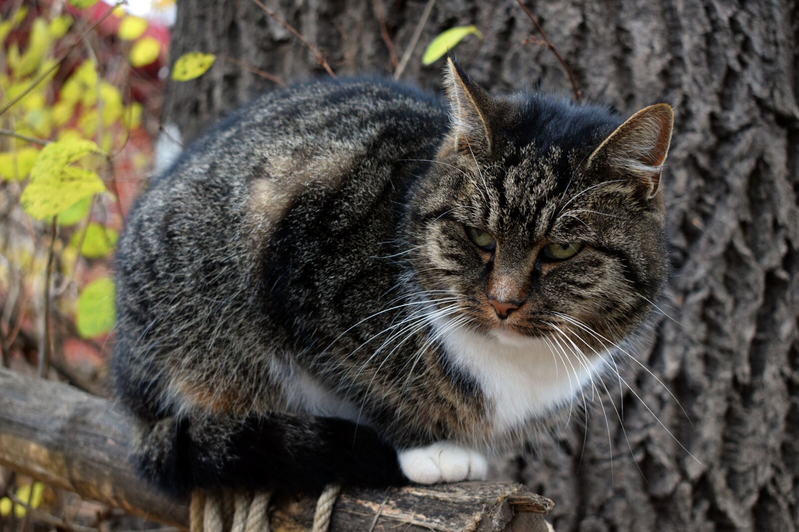 Nikon D3300 sample photo. Cat, domestic cat, kitten photography