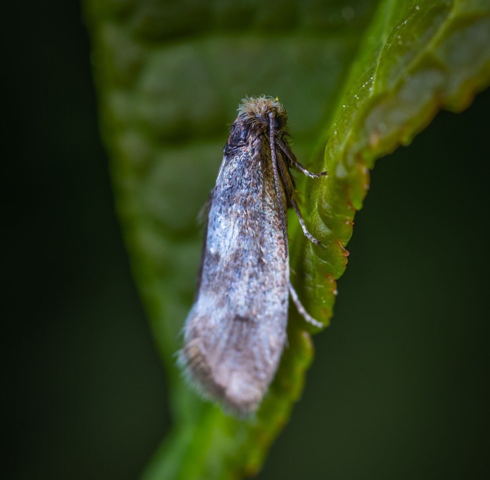 #124 65/2.8 sample photo. Macro, insect, lepidoptera photography
