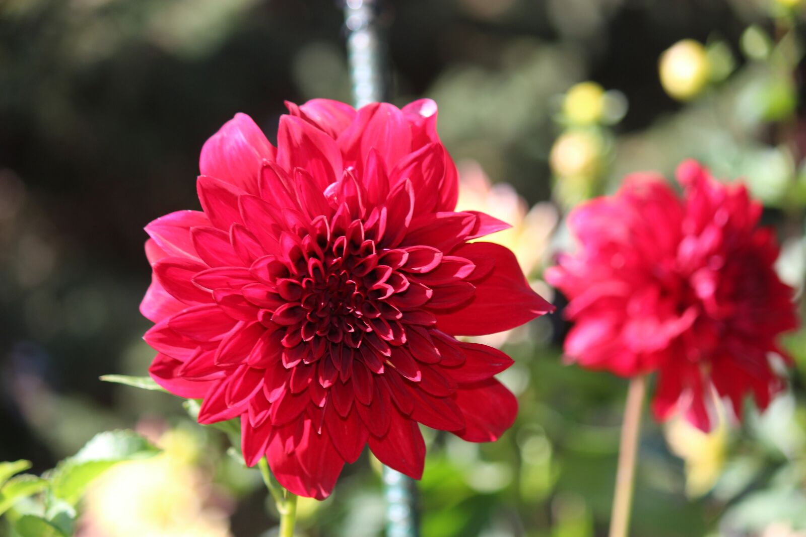 Canon EOS 100D (EOS Rebel SL1 / EOS Kiss X7) + Canon EF-S 55-250mm F4-5.6 IS II sample photo. Flower, dahlia, nature photography