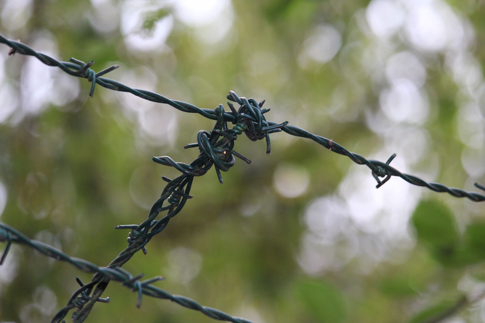 Canon EF-S 55-250mm F4-5.6 IS STM sample photo. Macro, wire, close up photography