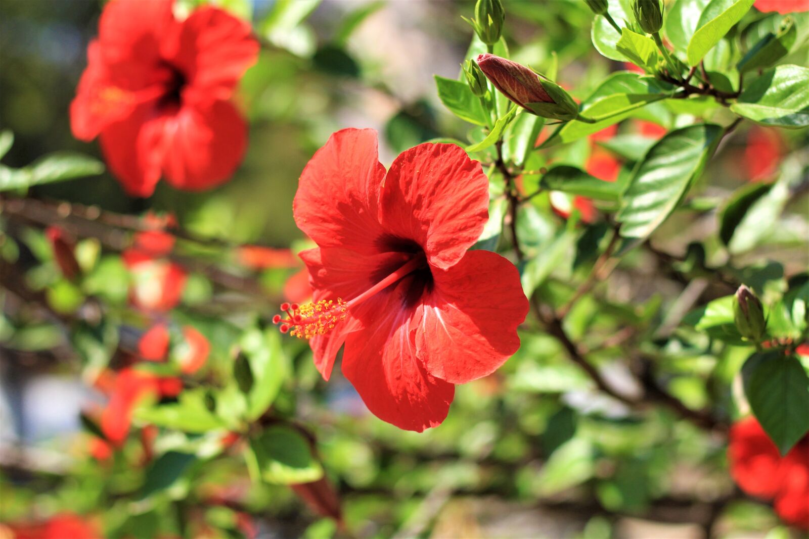 Canon EOS 700D (EOS Rebel T5i / EOS Kiss X7i) + Canon EF 50mm F1.8 STM sample photo. Hibiscus, flower, blossom photography