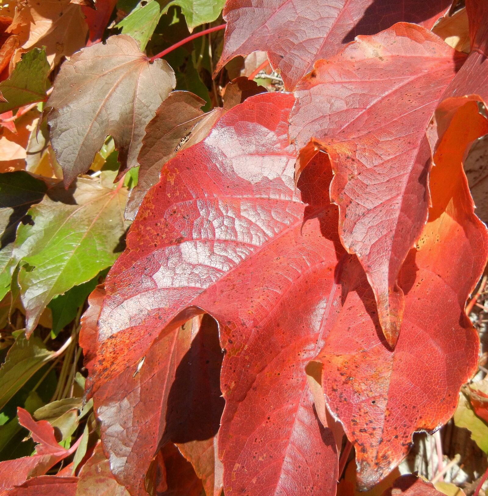 Nikon Coolpix S8100 sample photo. Autumn leaves, colorful, canada photography