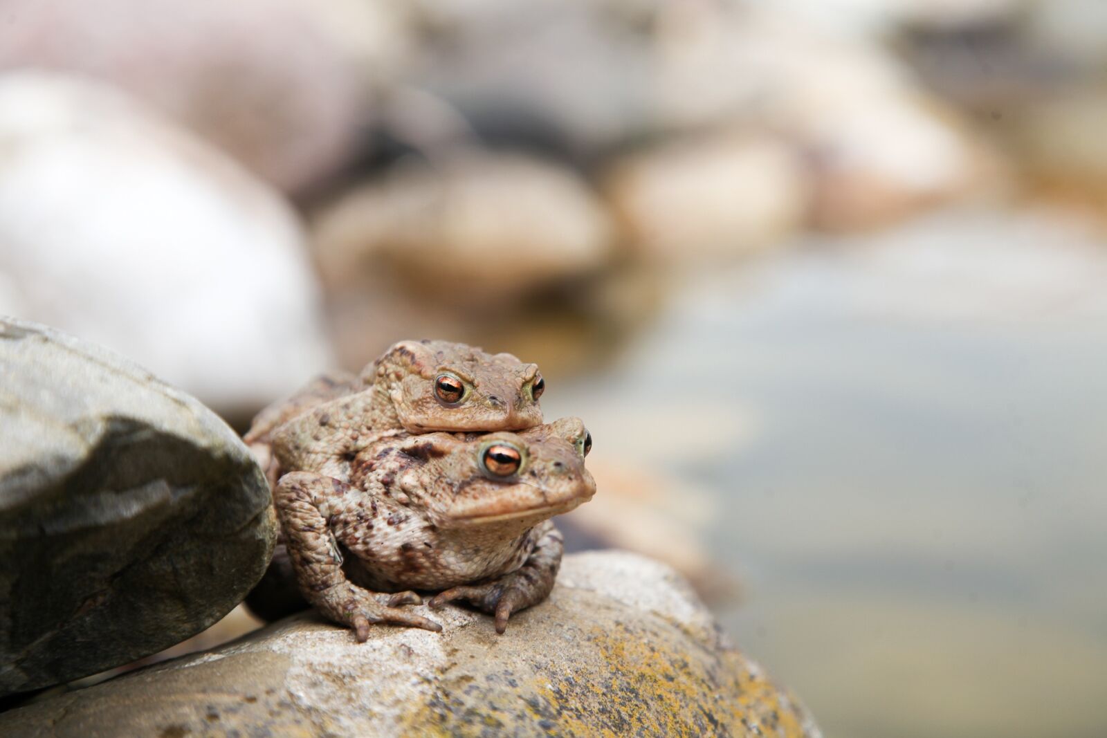 Canon EF 24-105mm F4L IS USM sample photo. Toads, frog, amphibians photography