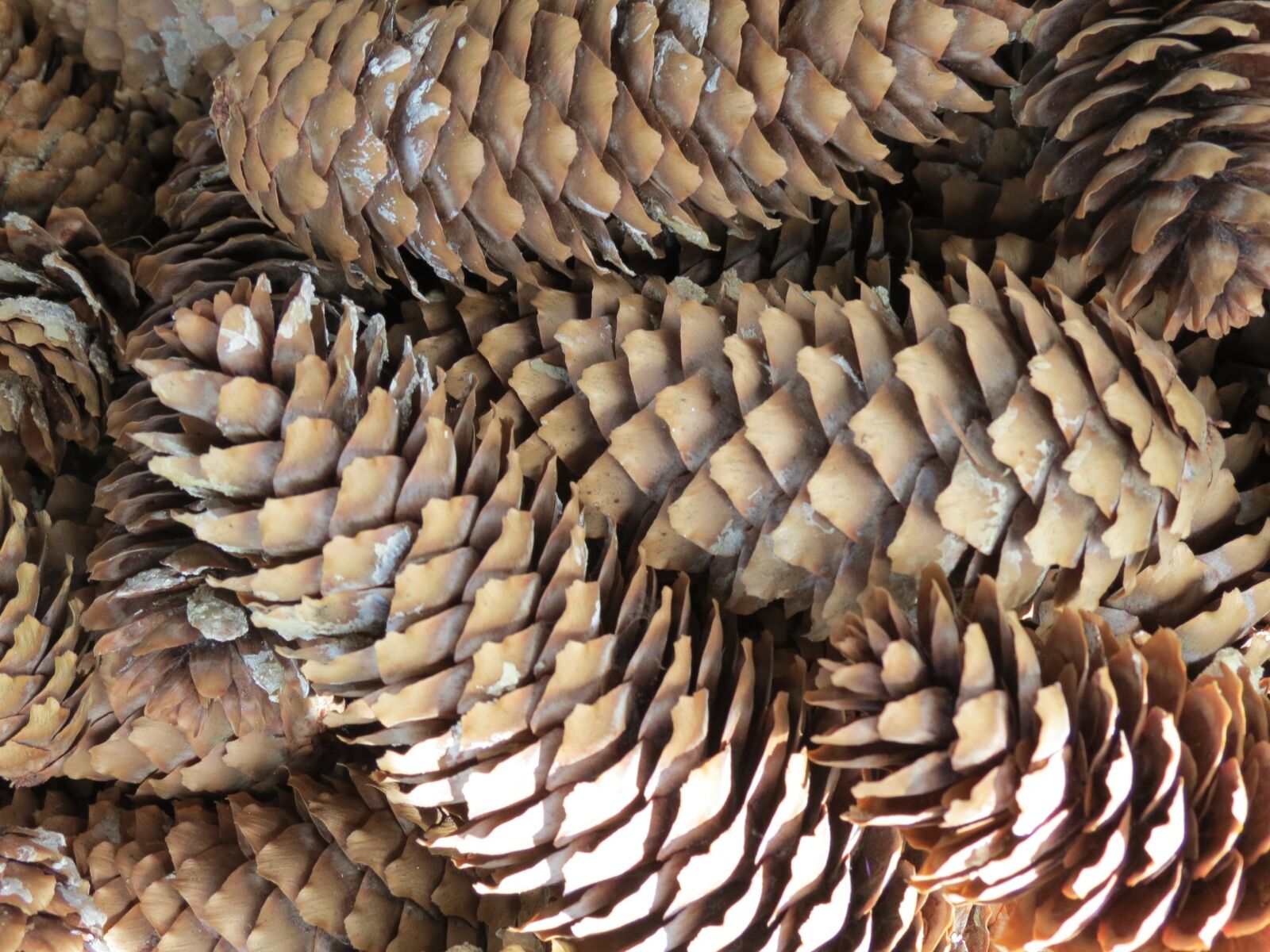 Canon PowerShot SX40 HS sample photo. Pine cones, nature, tree photography