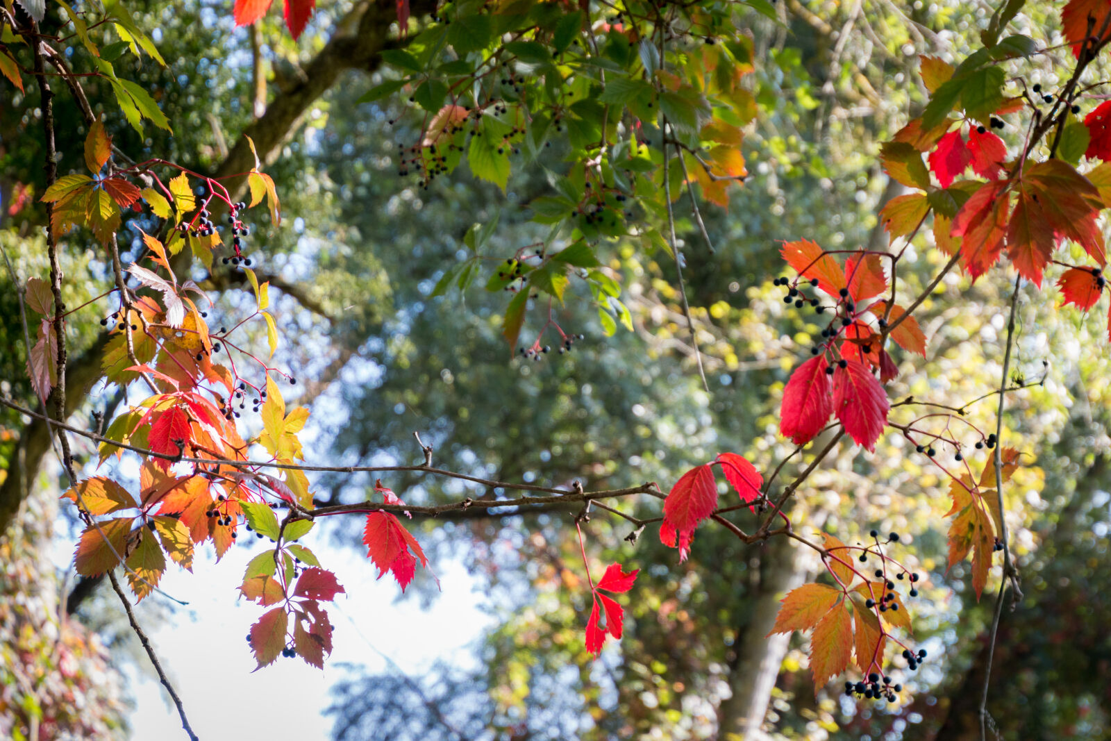 Canon EOS 70D sample photo. Autumn, leaves photography