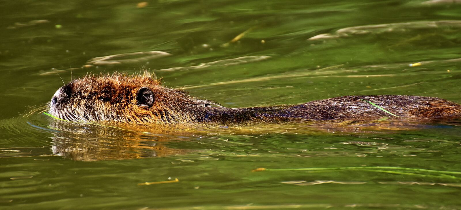 Nikon D7200 sample photo. Nutria, water rat, water photography