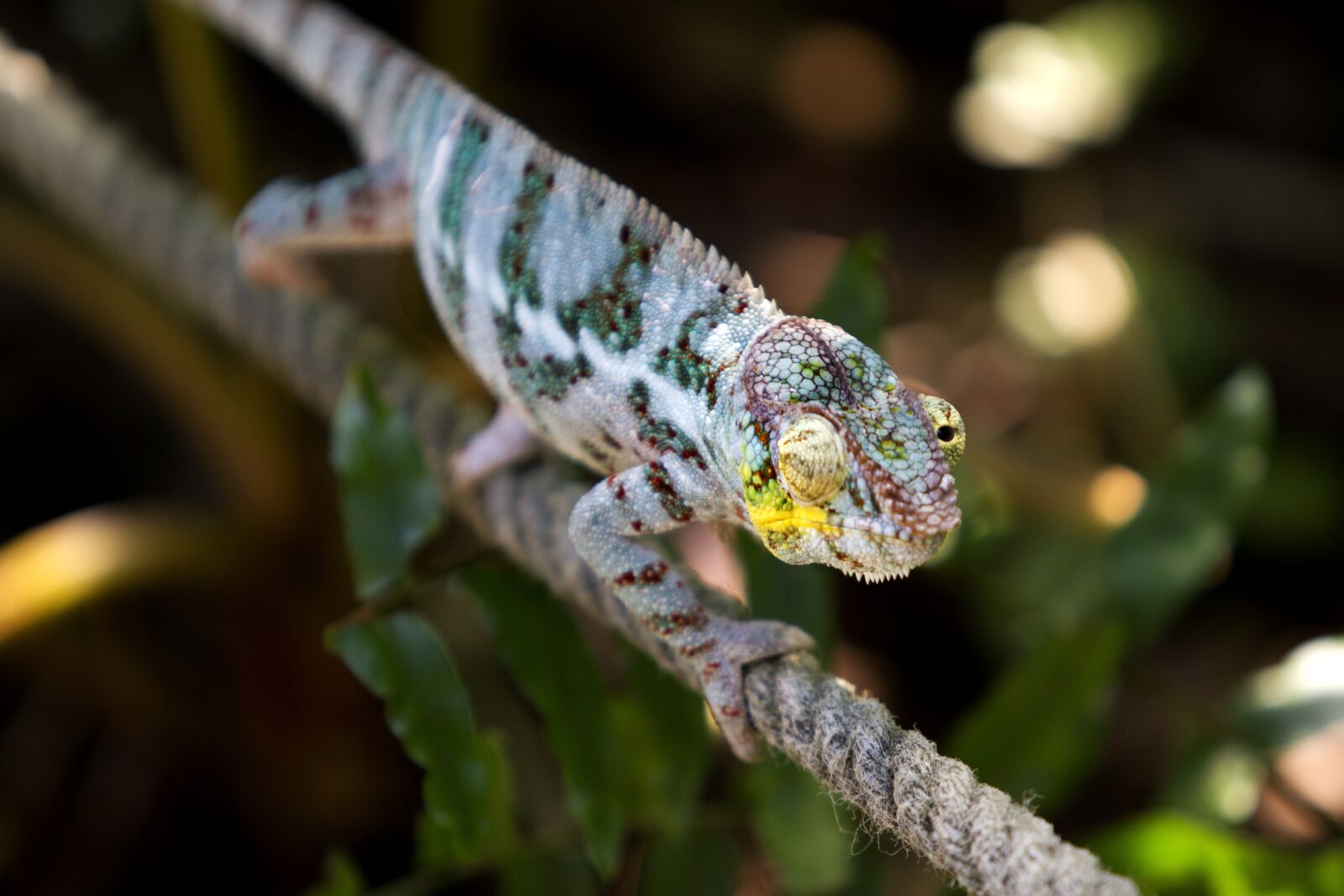 Canon EOS 7D + Canon EF 70-200mm F2.8L USM sample photo. Colorful, reptile, zoo photography