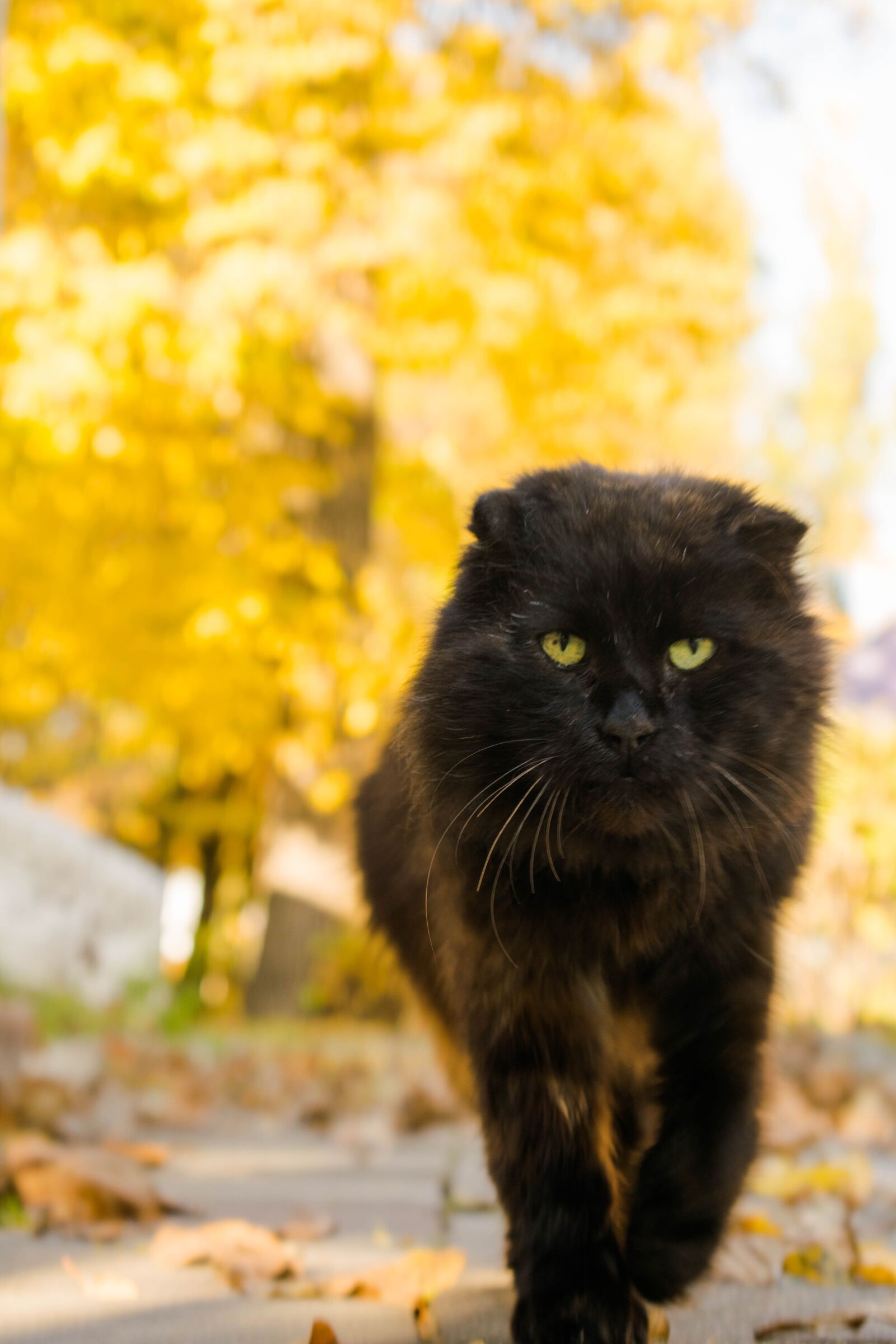 Nikon D3300 sample photo. Cat, pet, portrait photography