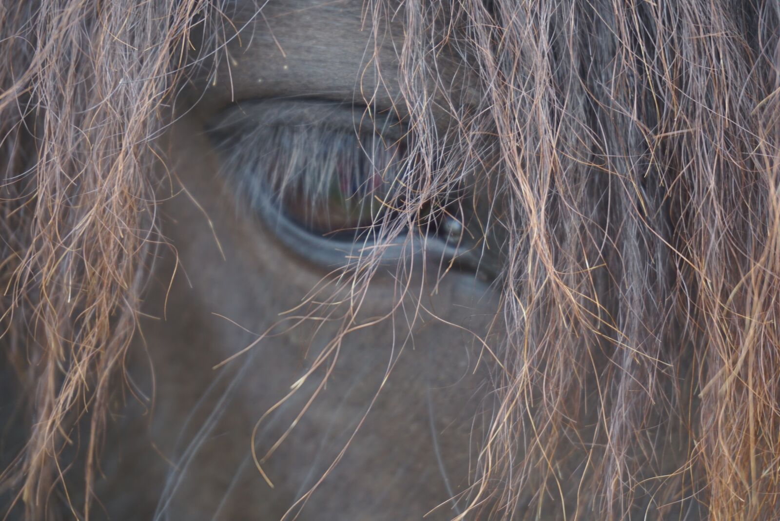 Sony a5100 sample photo. Horses, mane, horse head photography