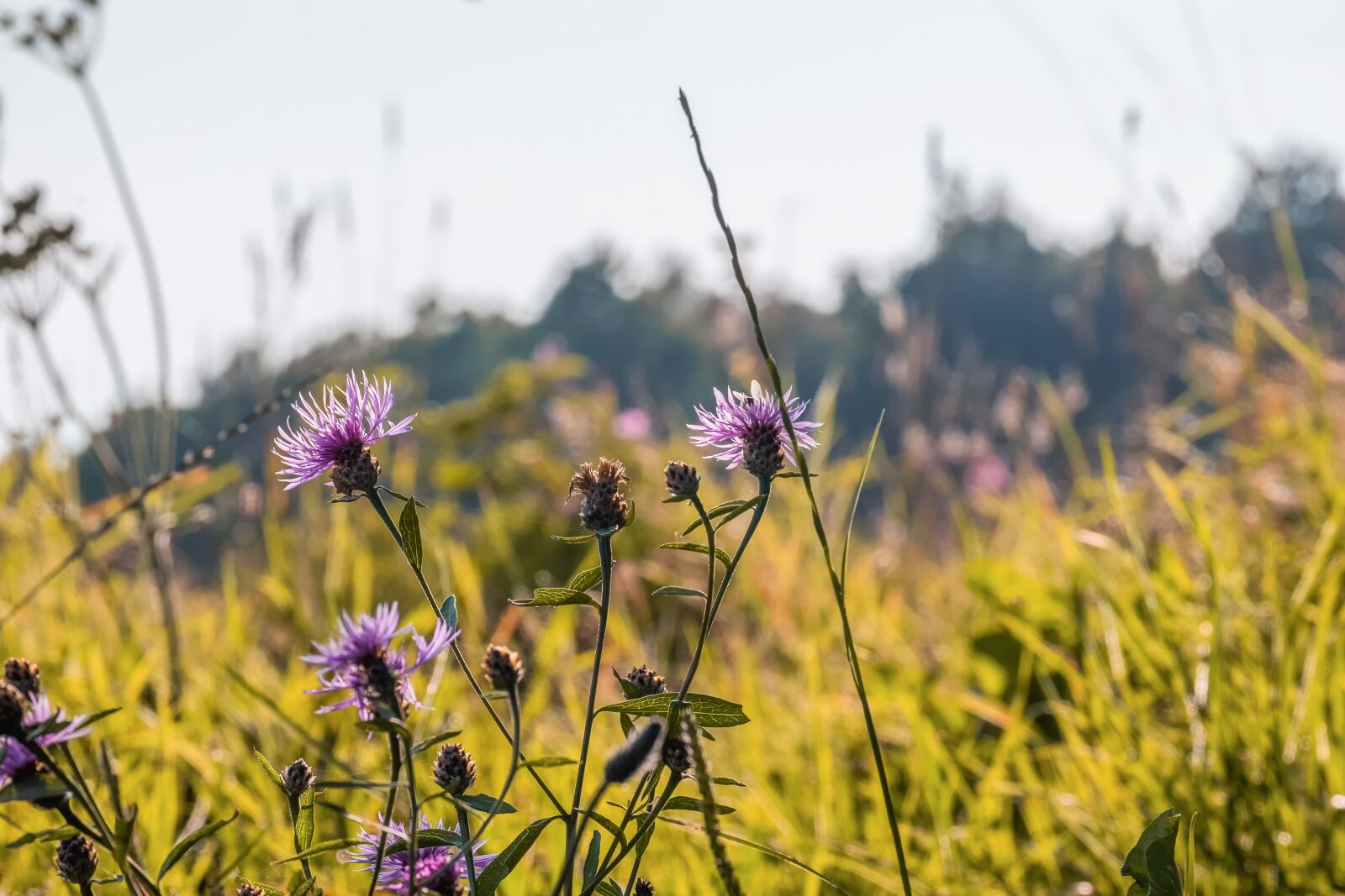 Fujifilm XF 55-200mm F3.5-4.8 R LM OIS sample photo. Knapweed, mountain crumpled, flower photography