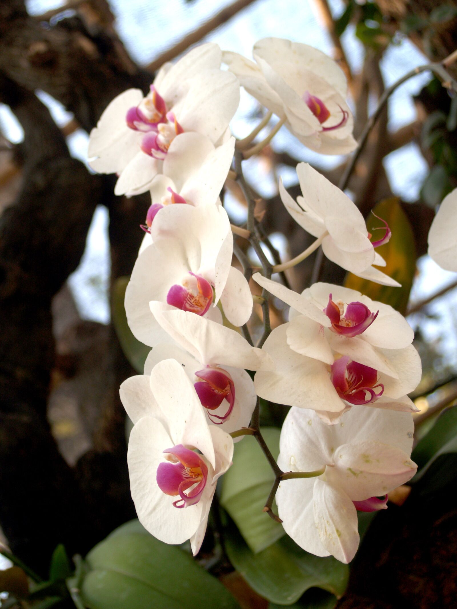 Olympus E-300 (EVOLT E-300) sample photo. Orchid, flower, bright photography