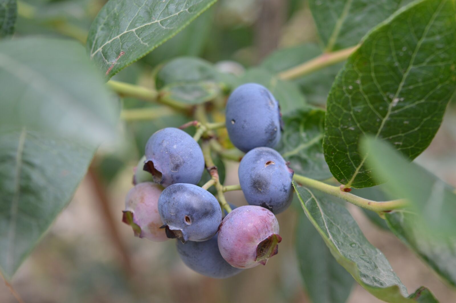 Nikon D3200 sample photo. Blueberries, fruit, fresh photography