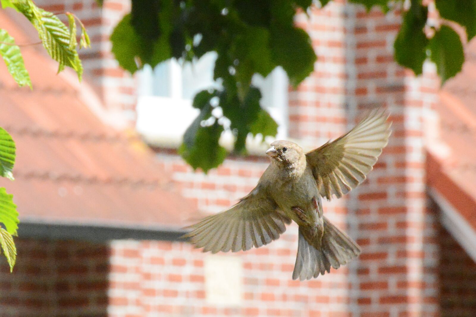 Nikon D7100 sample photo. Bird, flight, sperling photography