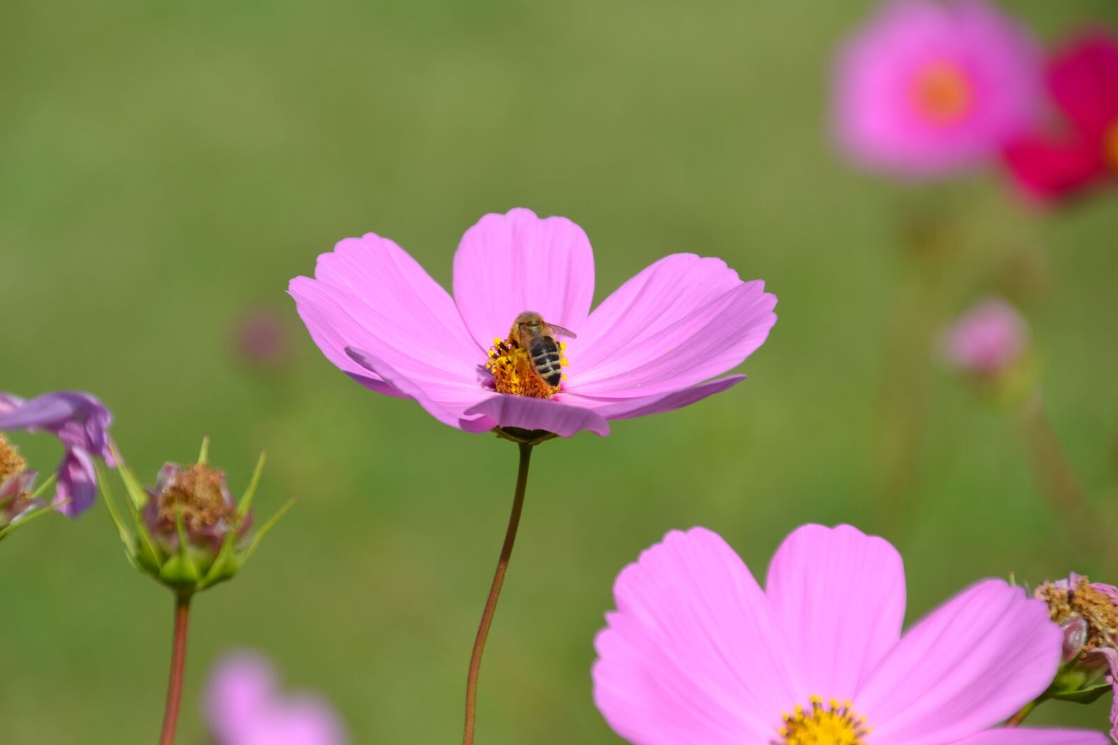 Nikon D3100 sample photo. Flowers, flower meadow, cosmea photography