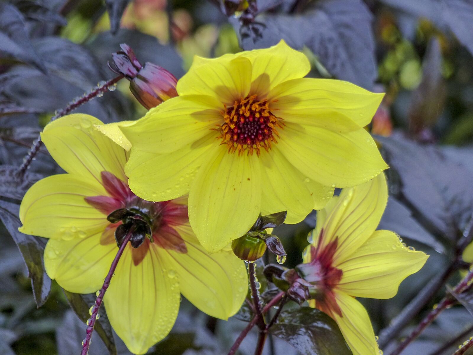 Panasonic Lumix DMC-FZ200 sample photo. Flower, yellow, plant photography