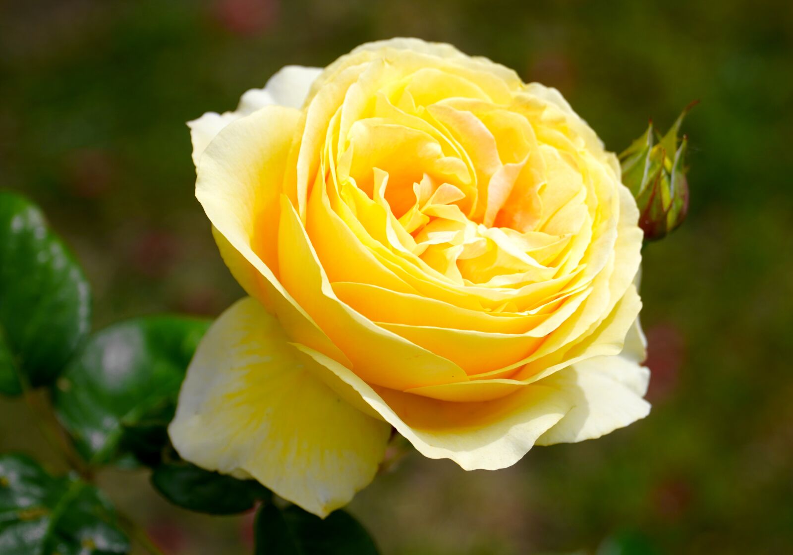 Sony E PZ 18-105mm F4 G OSS sample photo. Rose, yellow, flower photography