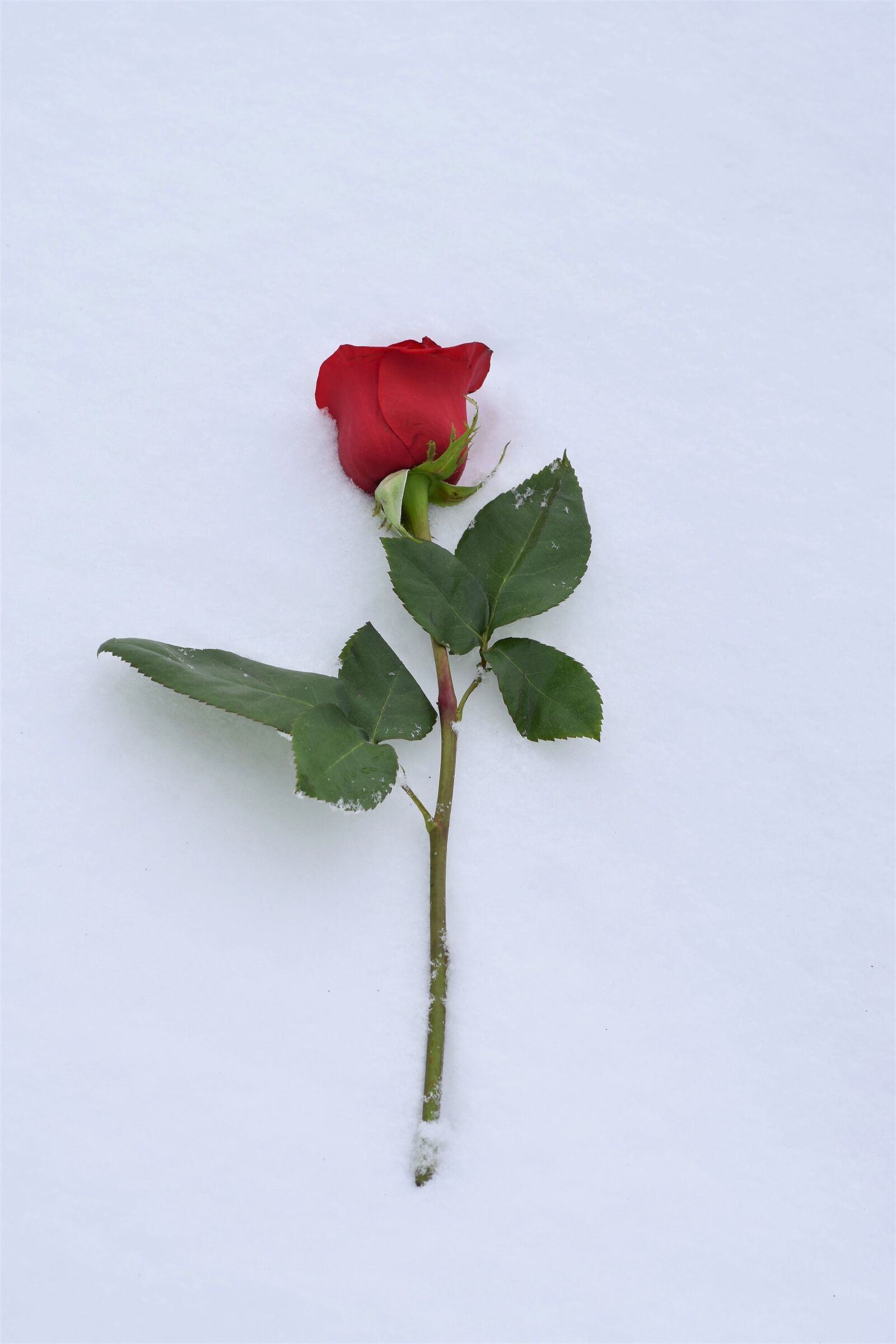 Nikon D5600 sample photo. Red rose in snow photography