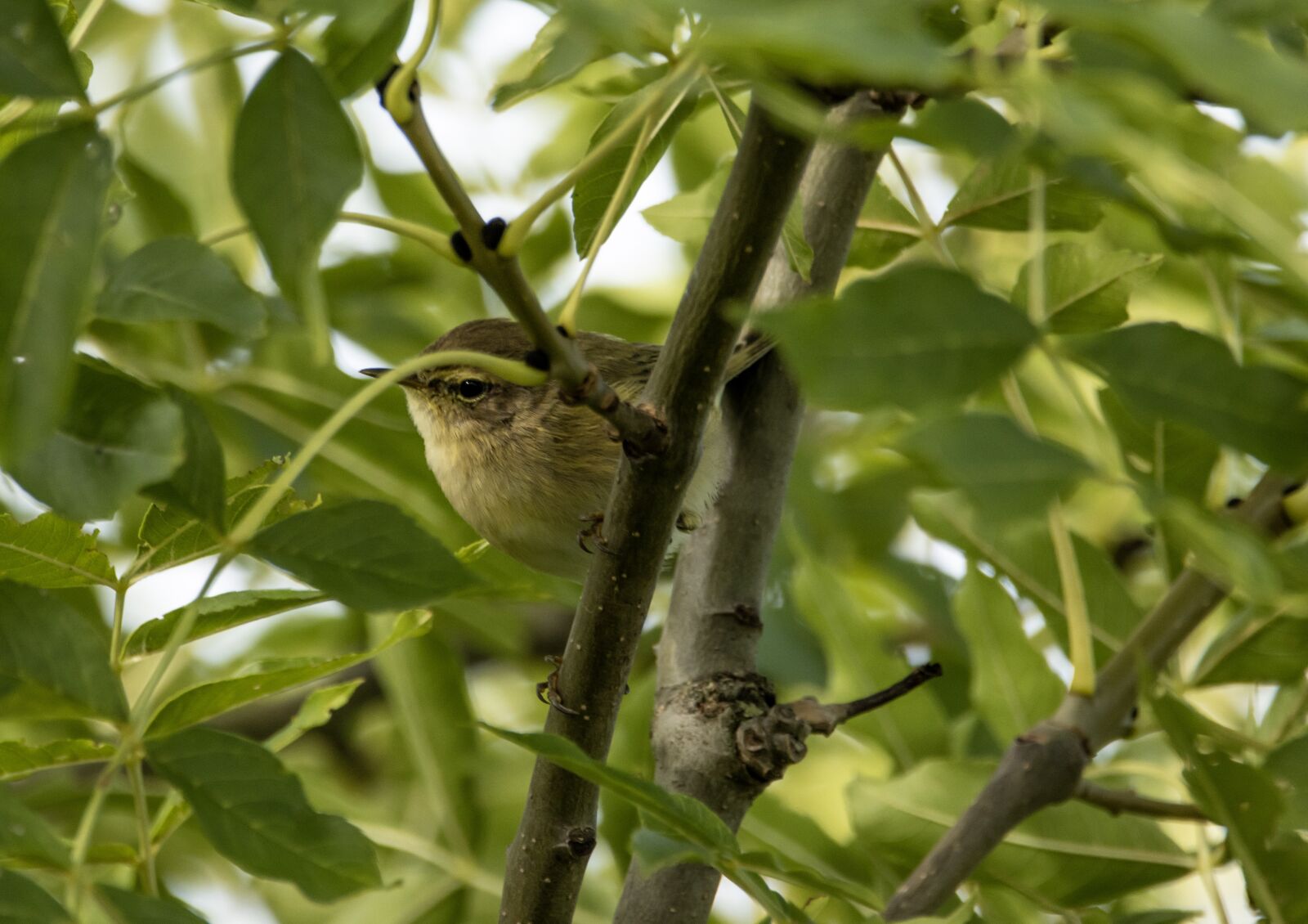 Canon EOS 90D sample photo. Chiffchaff, bird, branch photography