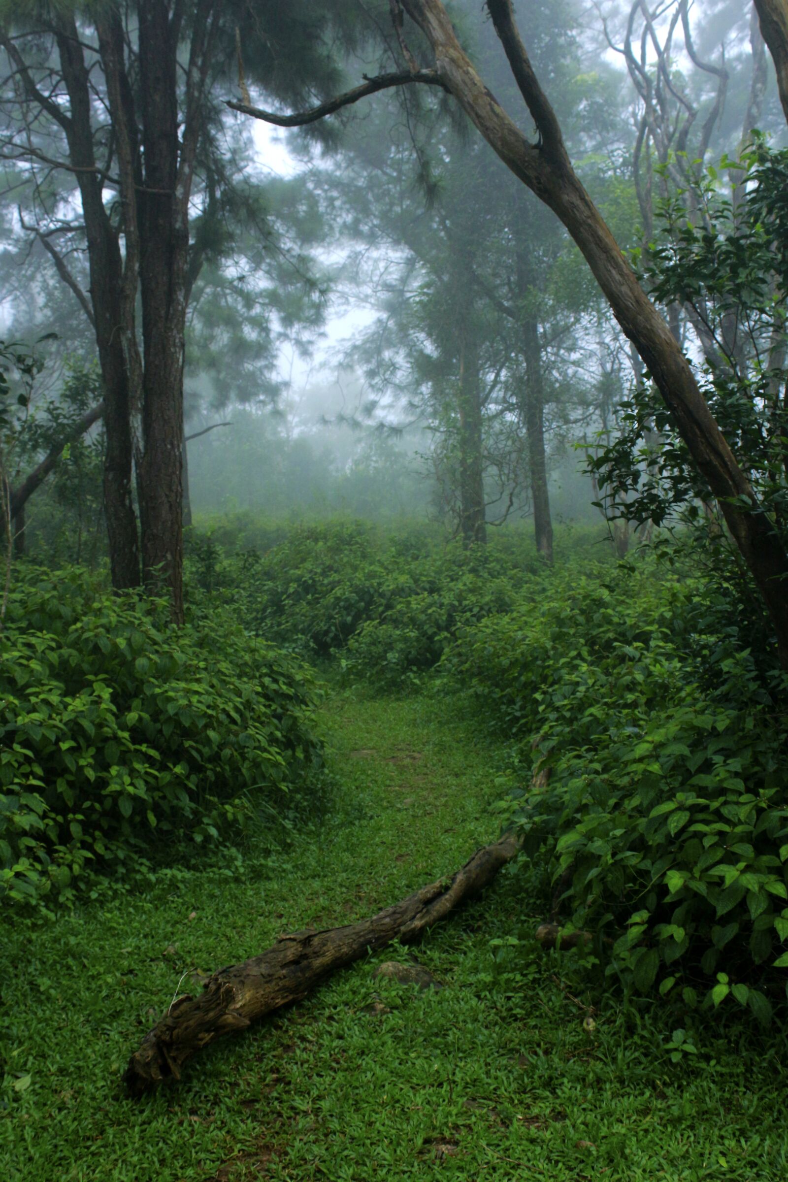 Canon EOS 700D (EOS Rebel T5i / EOS Kiss X7i) sample photo. Trees, green, mist photography