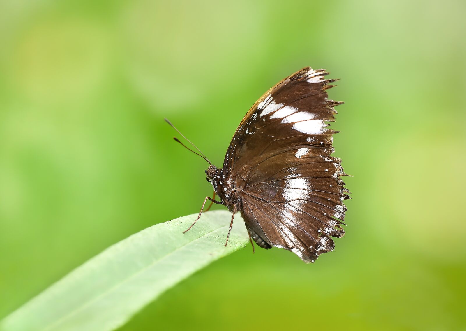 Nikon D810 sample photo. Butterfly, kelebek, macro photography