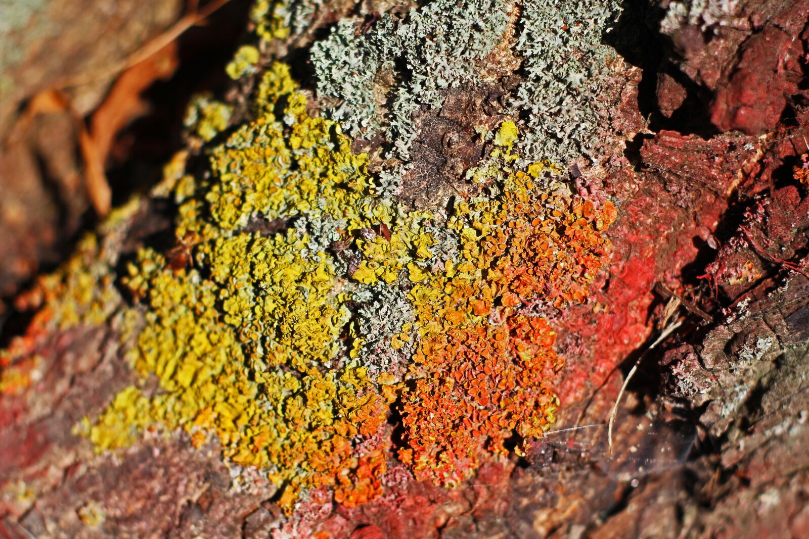Canon EOS 700D (EOS Rebel T5i / EOS Kiss X7i) sample photo. Tree bark, chestnut tree photography