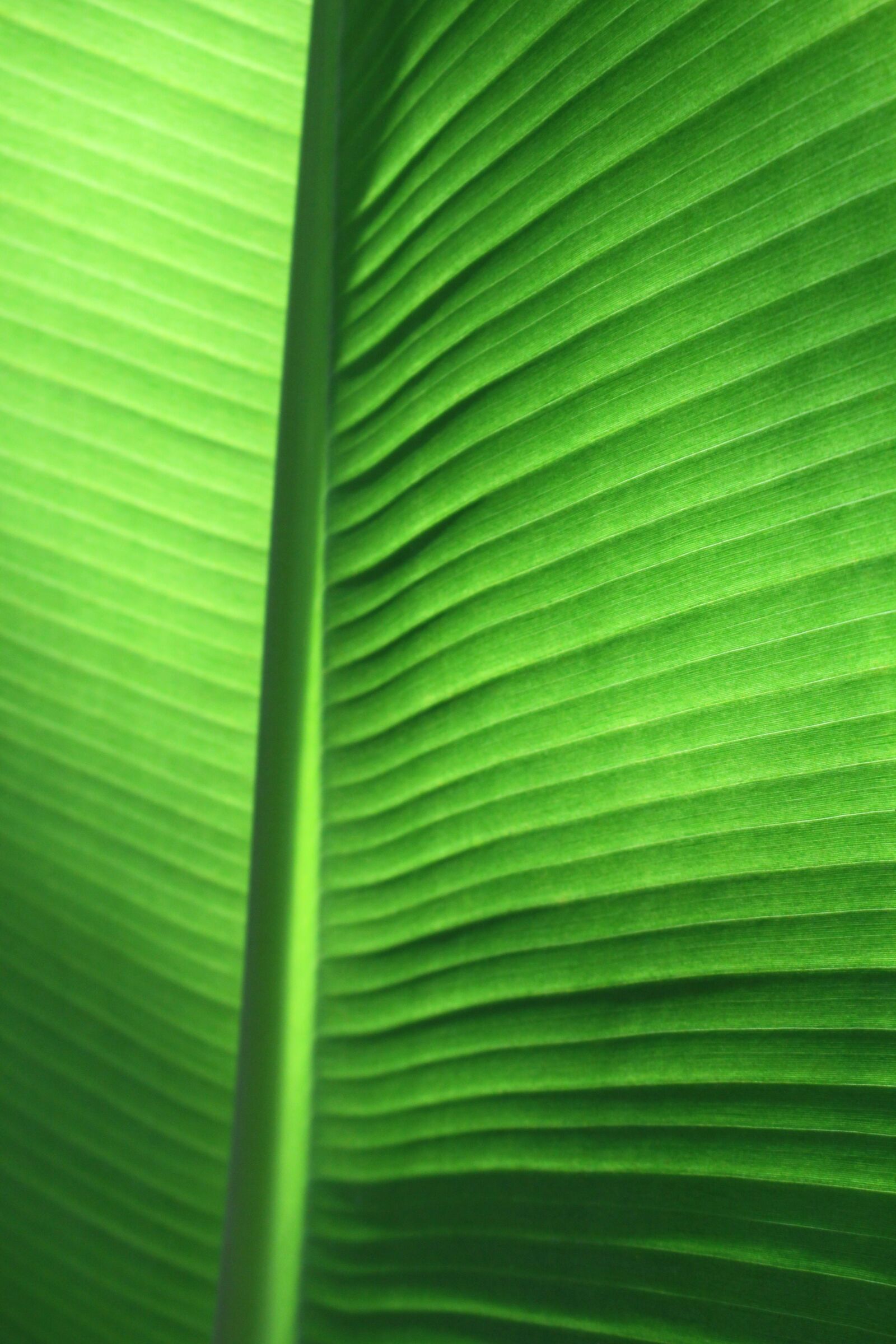 Canon EOS 700D (EOS Rebel T5i / EOS Kiss X7i) sample photo. Banana leaf, tropical, leaf photography