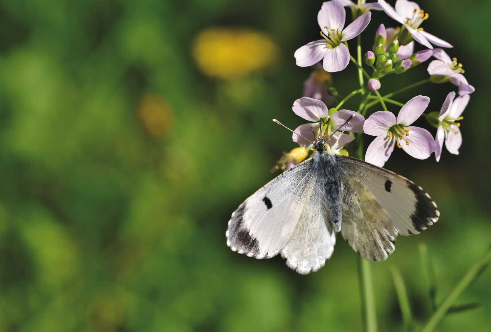 Nikon D7200 sample photo. Aurora butterfly, butterfly, insect photography