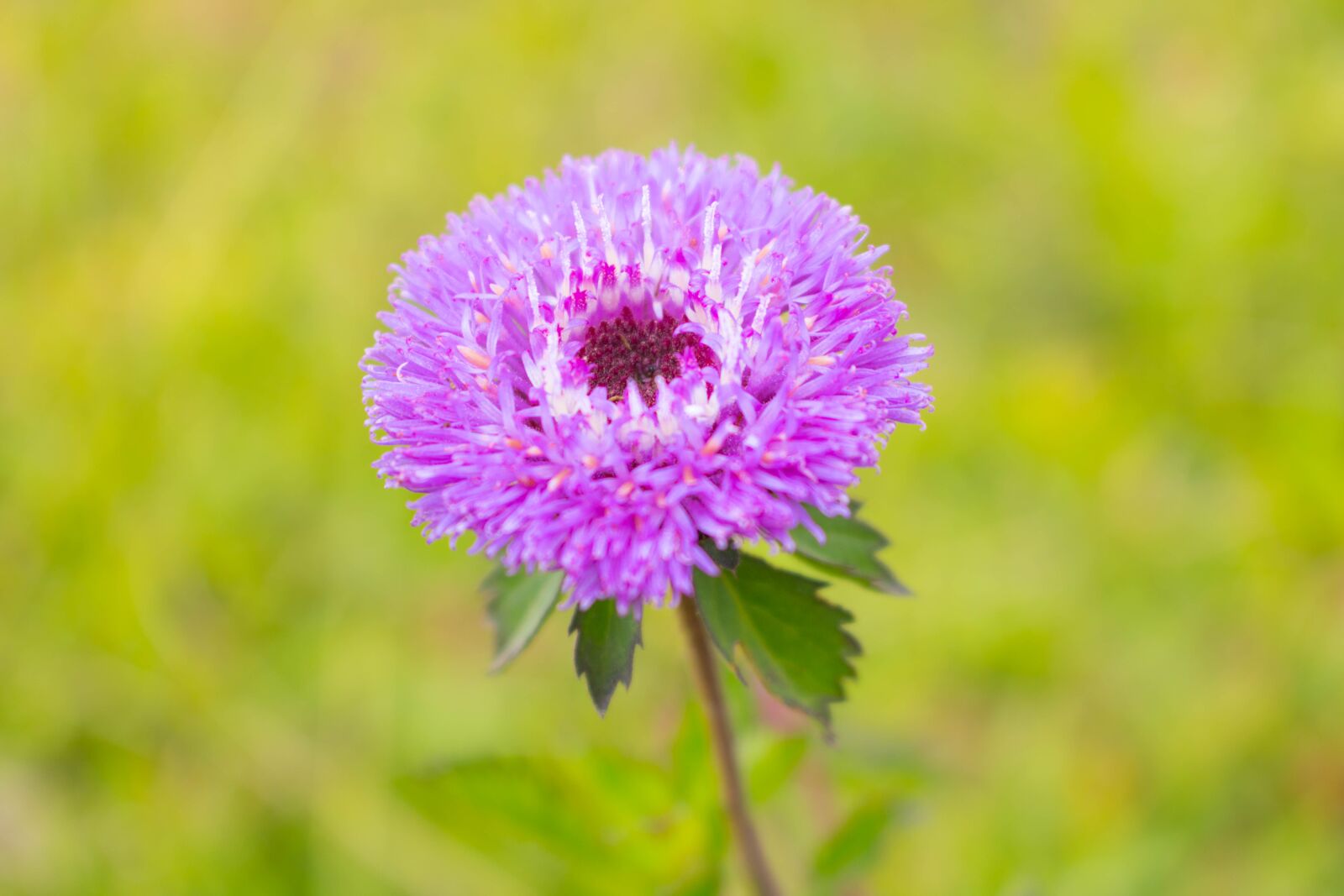 Canon EOS 750D (EOS Rebel T6i / EOS Kiss X8i) sample photo. Flower, wild, violet photography