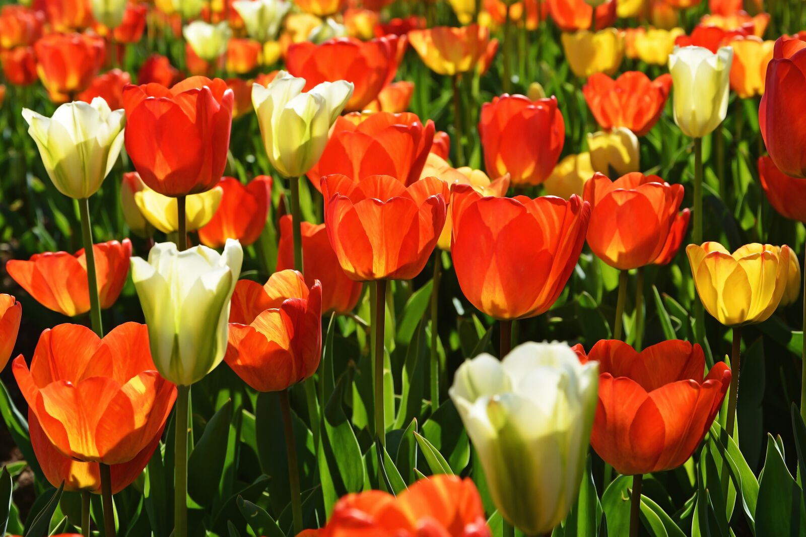 Nikon D7100 sample photo. Tulips, red, macro photography