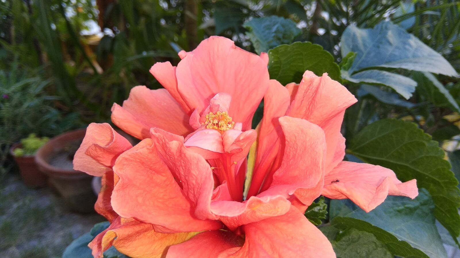 Xiaomi Redmi Note 4 sample photo. Light red, flower, hibiscus photography