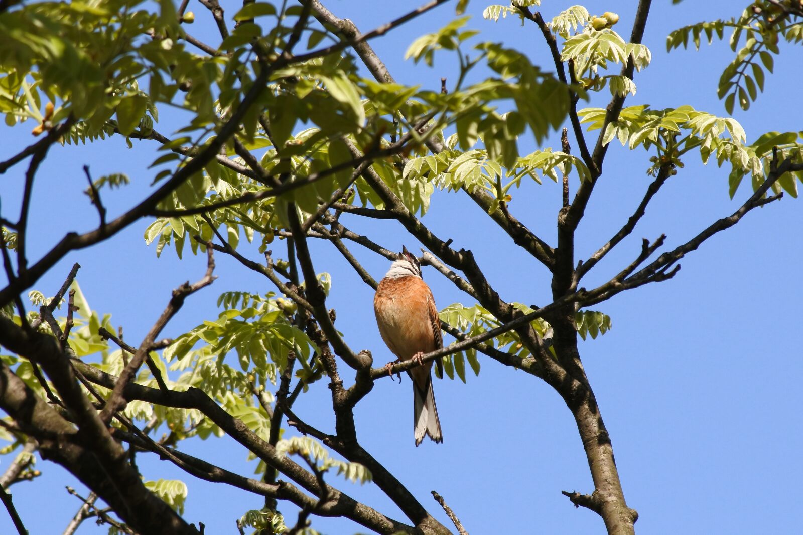 Nikon 1 J5 + VR 55-200mm f/4-5.6G sample photo. Animal, plant, wood photography