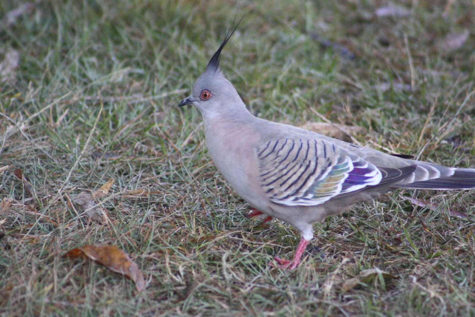 Canon EOS 1000D (EOS Digital Rebel XS / EOS Kiss F) sample photo. Crested pigeon, bird, grey photography
