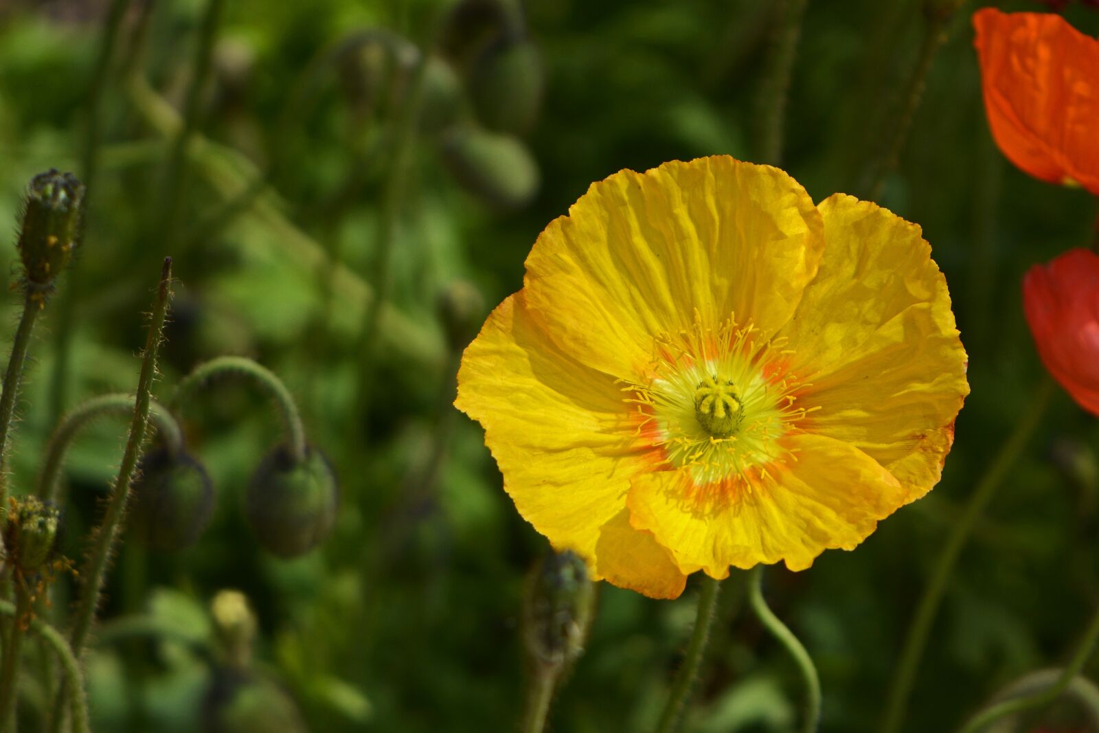 Nikon D7100 sample photo. Klatschmohn, flowers, poppy photography
