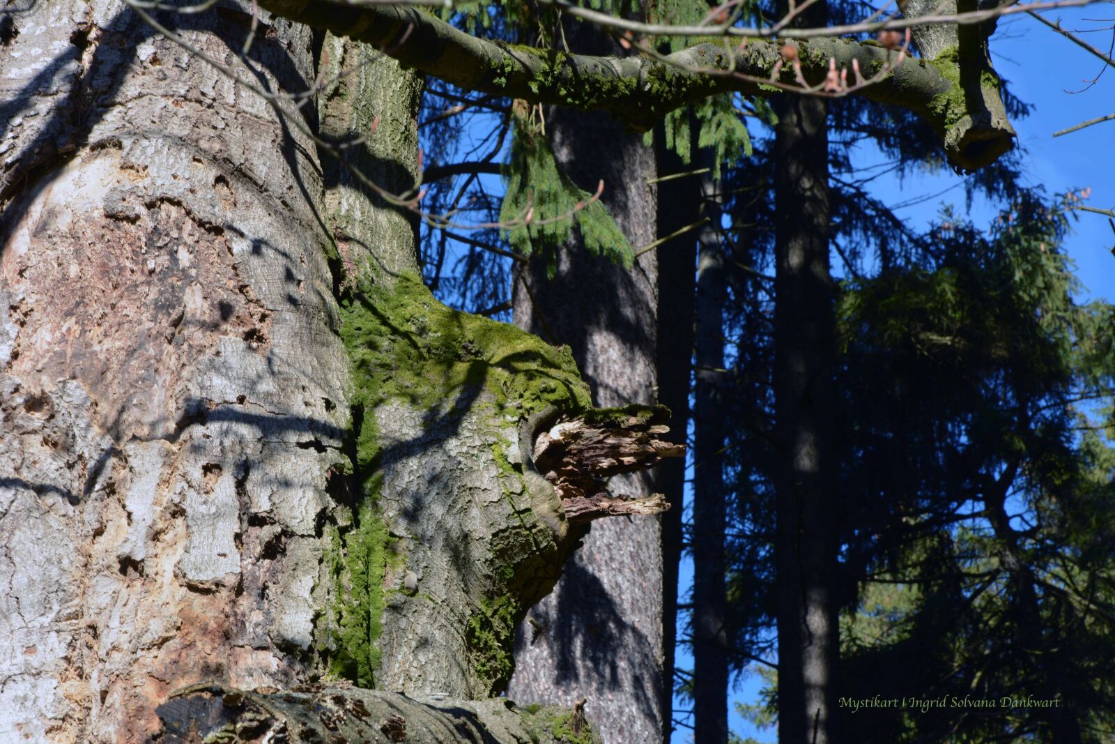 Nikon D5200 sample photo. Forest, mysticism, animal photography