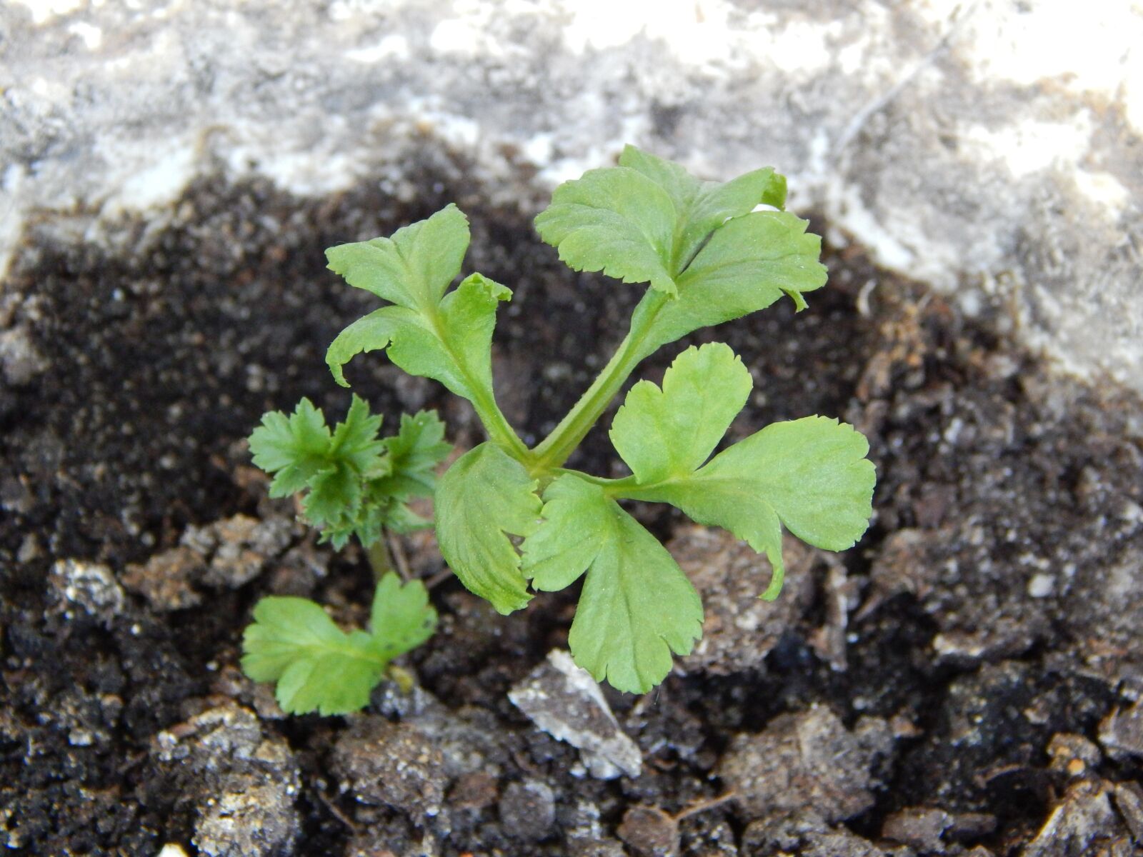 Nikon Coolpix L820 sample photo. Plant, green, nature photography