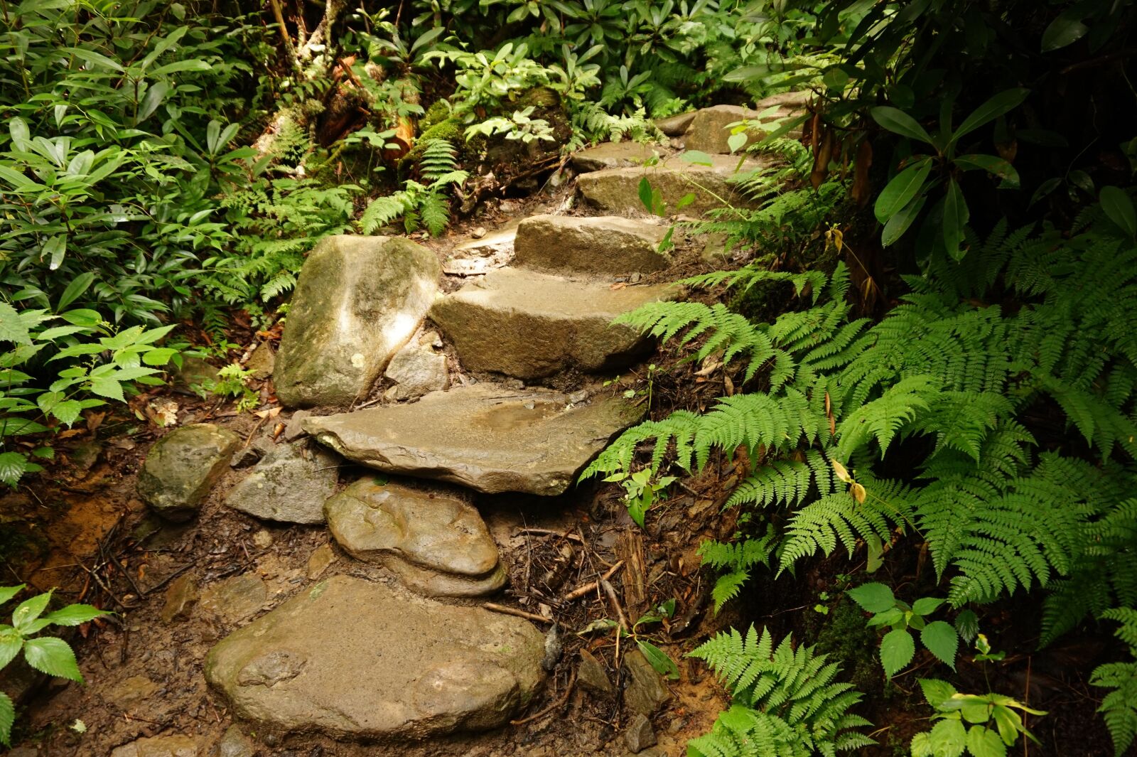 Sony Alpha a5000 (ILCE 5000) sample photo. Stairs, trail, forest photography