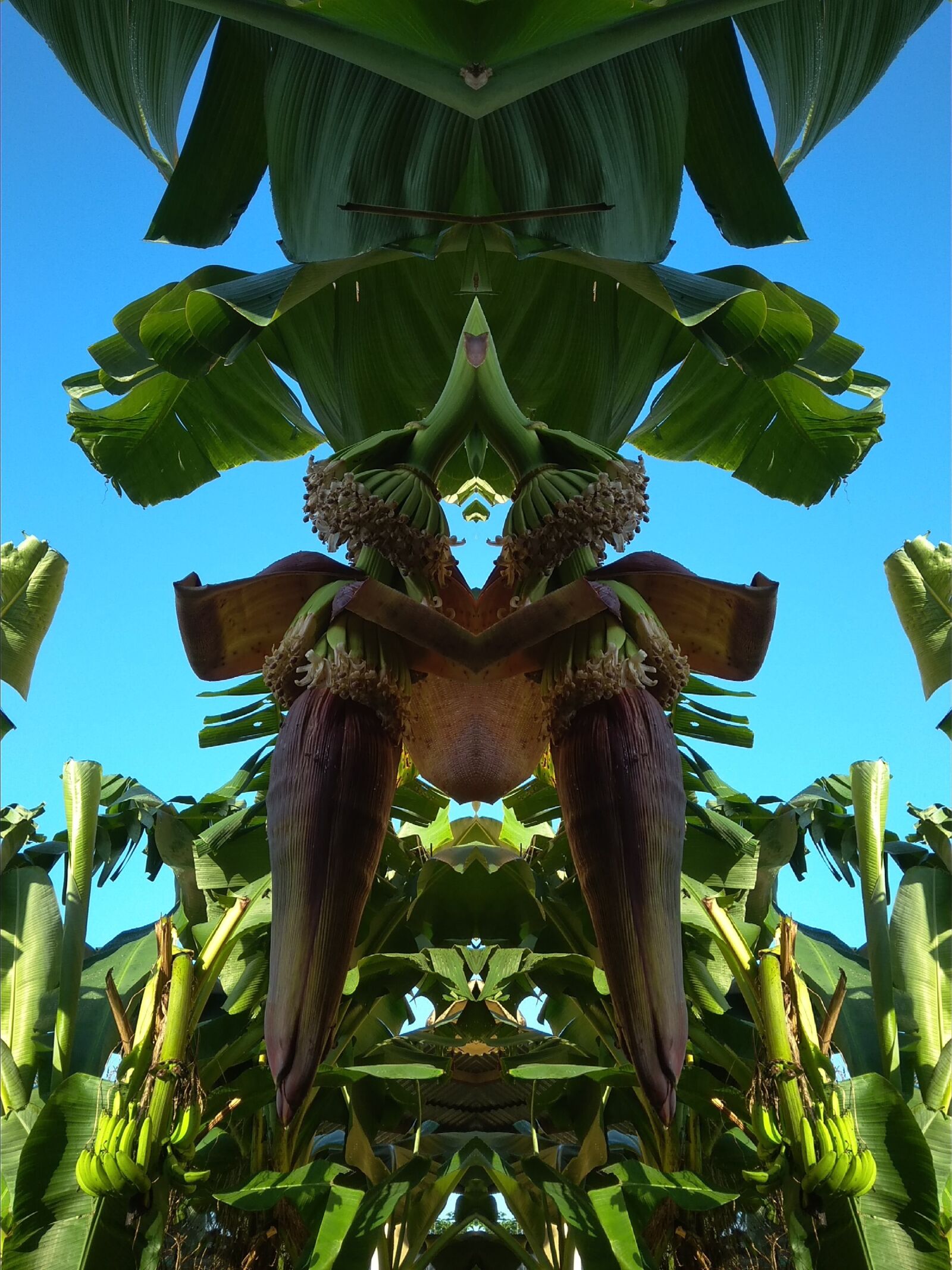 Xiaomi Redmi 4A sample photo. Banana, farmhouse, azara photography