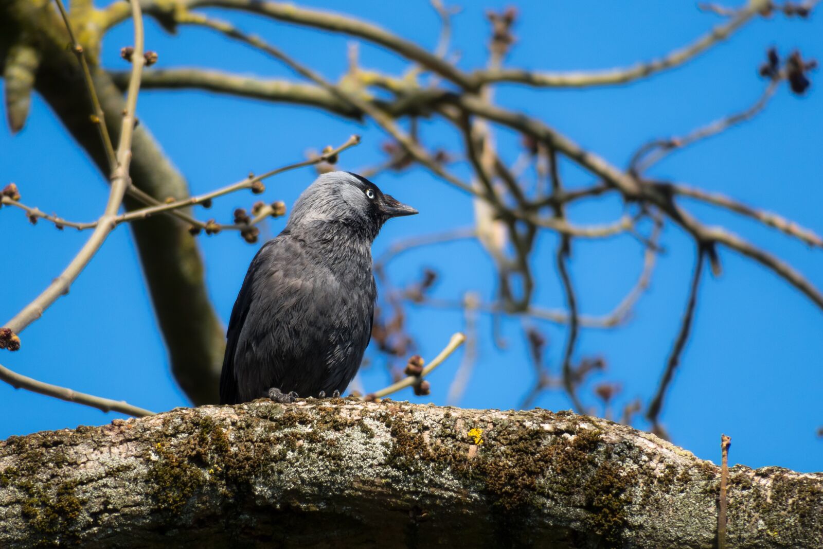 Canon PowerShot G3 X sample photo. Jackdaw, watch, look photography