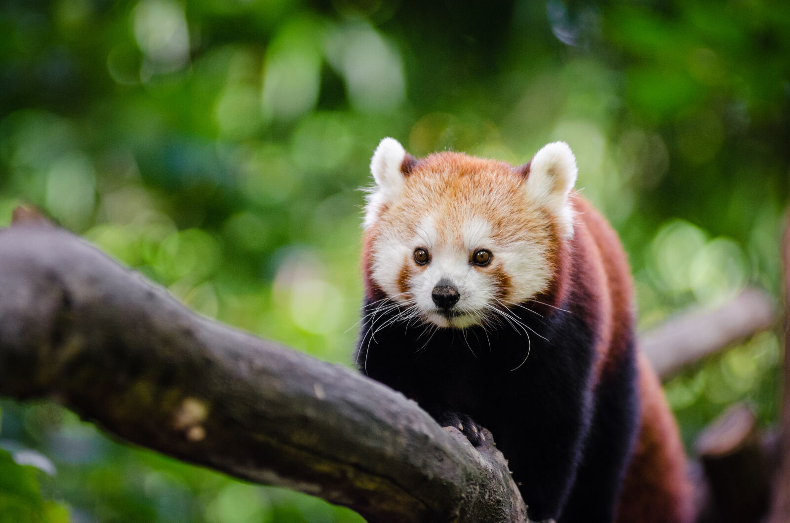 AF Zoom-Nikkor 80-200mm f/2.8 ED sample photo