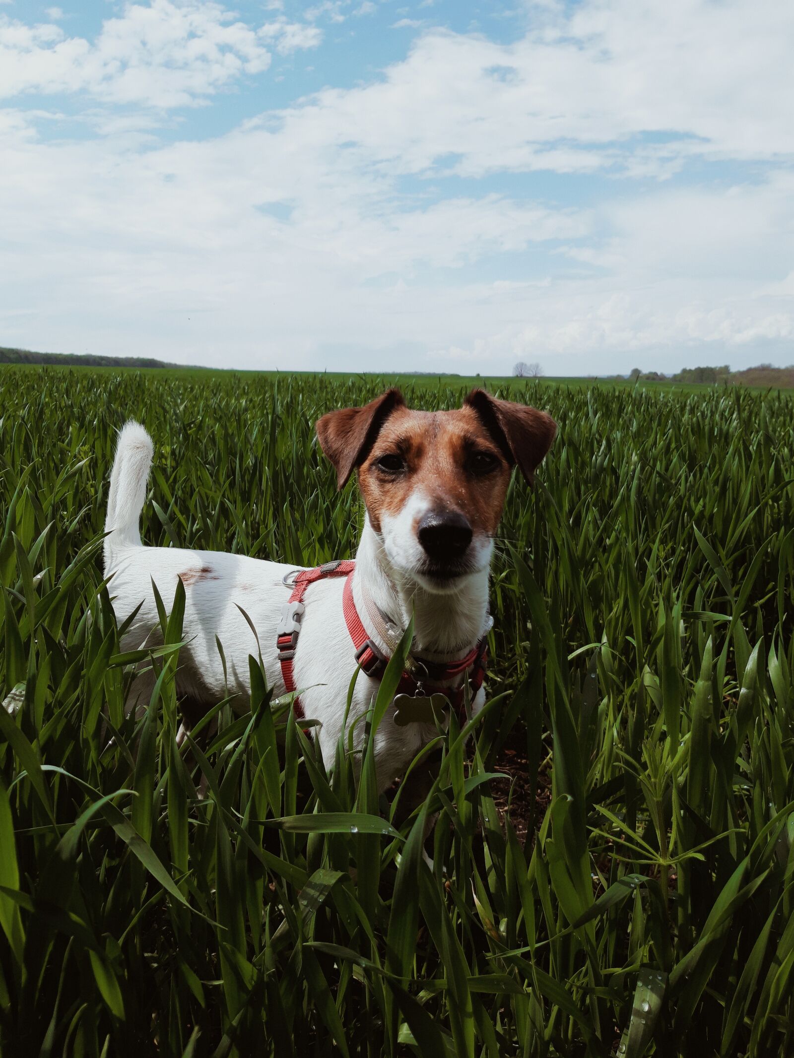 Samsung Galaxy A6 sample photo. Dog, jack russell terrier photography