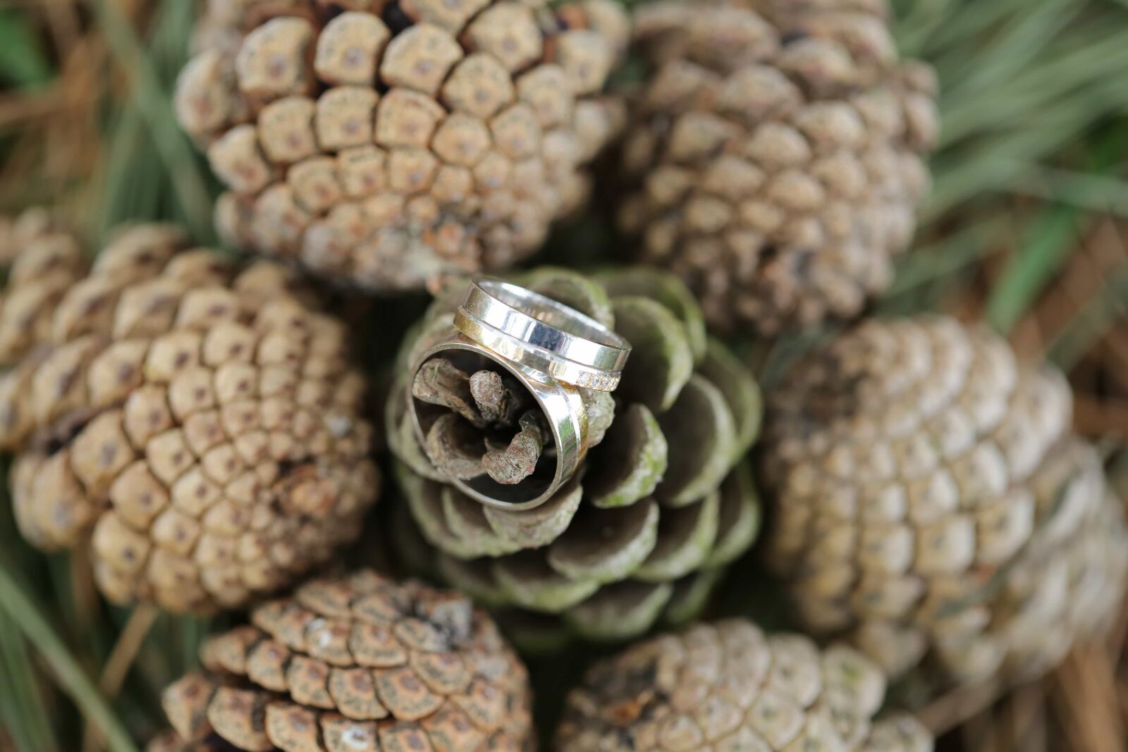 Canon EF 100mm F2.8 Macro USM sample photo. Conifer, decoration, detail, gold photography