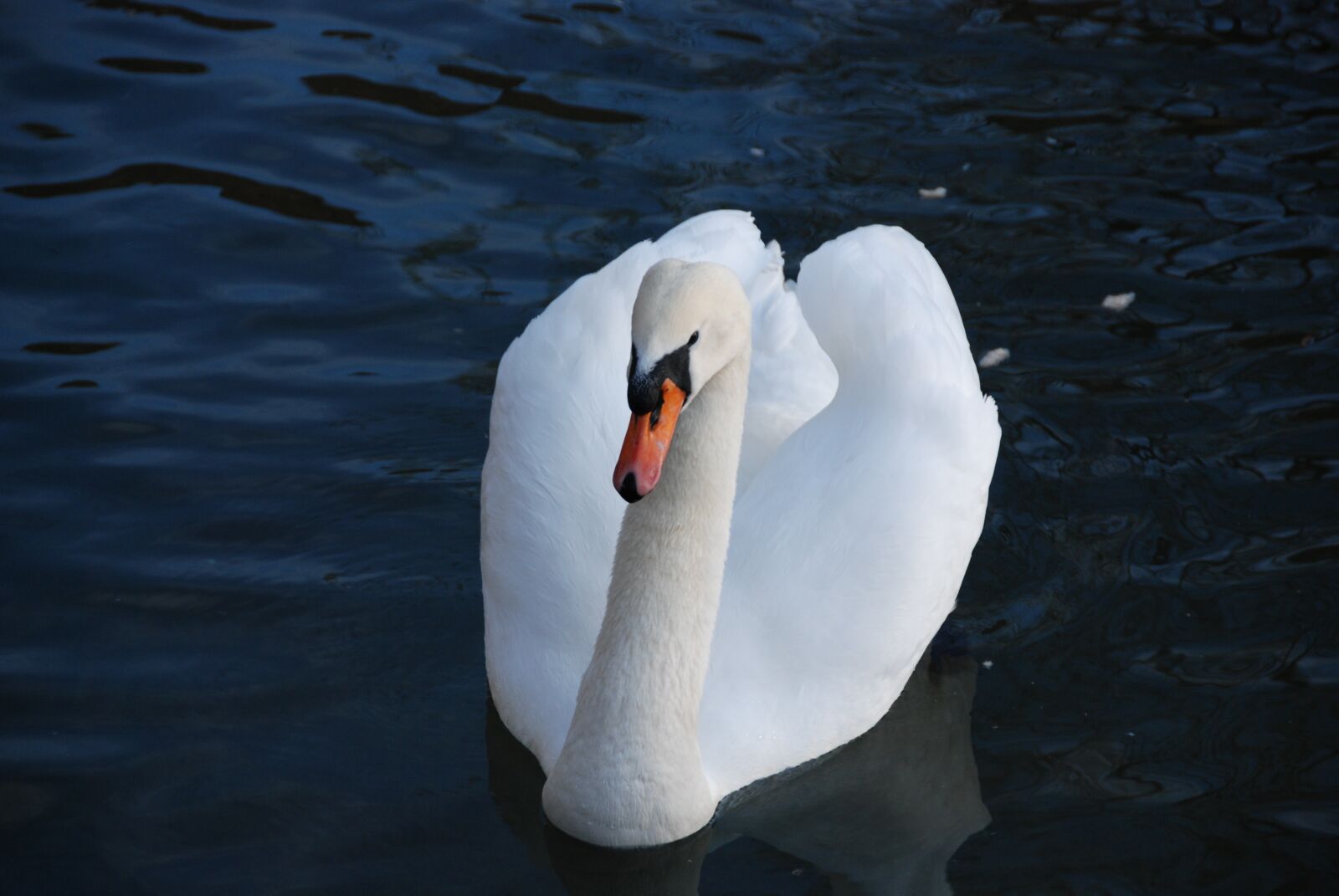 Nikon D80 sample photo. Swan, bird, water photography